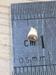IMG_7670.JPG