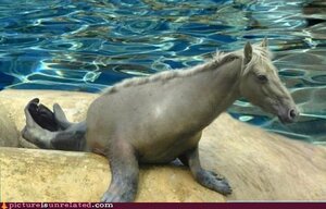 seahorse.jpeg