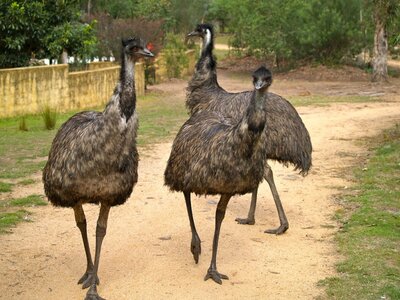 Emu-20130418-12-2cvjzto-1024x768.jpg