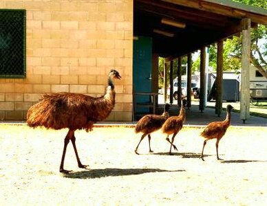 Emu-Family.jpg