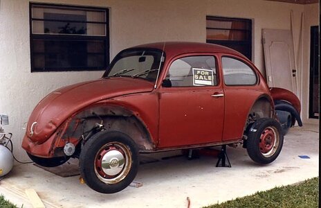 JNbug001.jpg