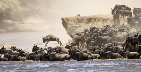 dramatic-wildebeest-crossing.jpg