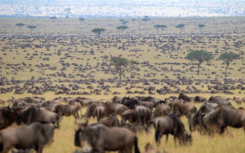 kenya-great-migration-GREATMIGRATE0619.jpg