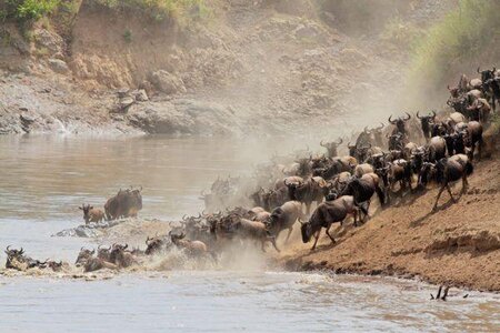 migration_masaimarasafari_wildebeests-600x400.jpg