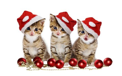 32305__christmas-cats_p.jpg