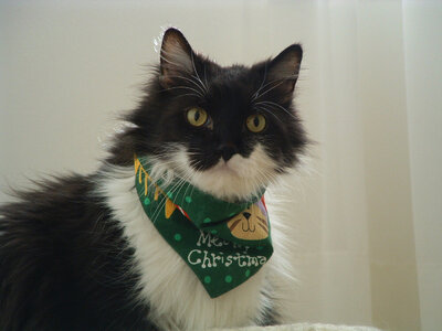 Xmas Cat 01 copy.jpg
