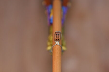 IMG_7785.JPG