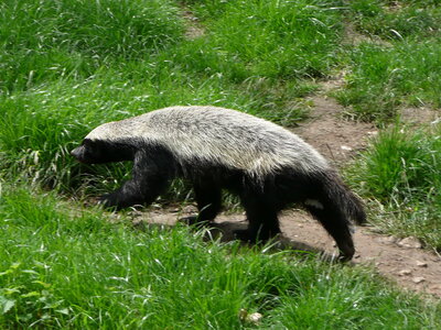 1200px-Mellivora_capensis_in_Howletts_Wild_Animal_Park.jpg