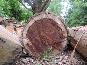 walnut2.jpg