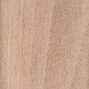 european-beech-s.jpg
