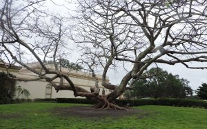 live oak1.jpg