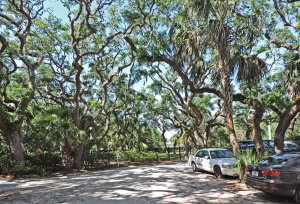 live oak2.jpg