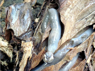 Teredo Navalis.png