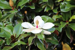 magnolia.jpg