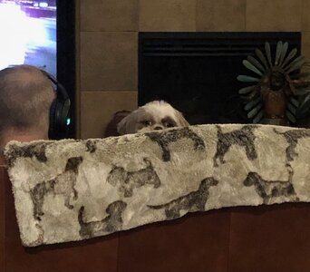 Peeking Penny.jpg