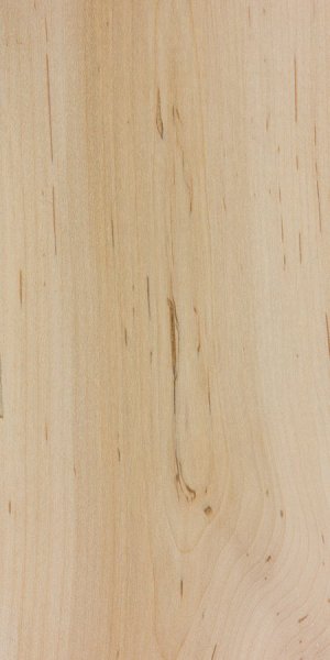 acer-pensylvanicum-1.jpg