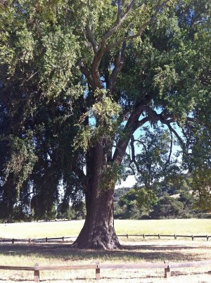California_bay_laurel_2012-06-16.jpg
