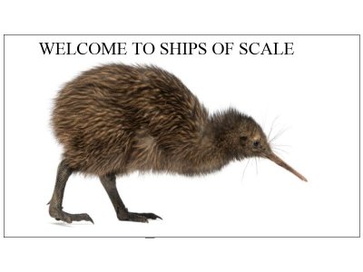 Kiwi.jpg