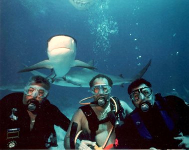 shark.jpg