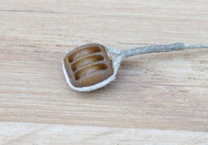 stropped triple close-up 1.JPG