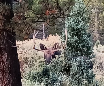 moose.jpg moose.jpg
