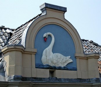 Zwaan beeld 1.jpg