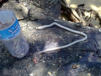 Teredo_Turu_Shipworm.jpg