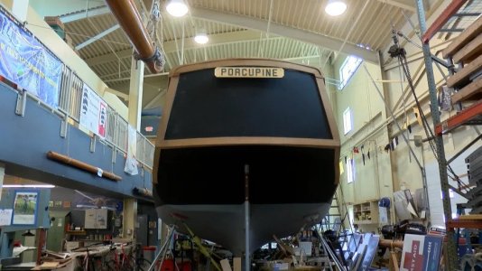 porcupine 5a3a39.webp.jpg porcupine 5a3a39.webp.jpg