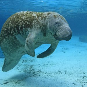 seekuh-teaser-jpg-dw-reise-florida-crystal-river-jpg.jpeg seekuh-teaser-jpg-dw-reise-florida-crystal-river-jpg.jpeg