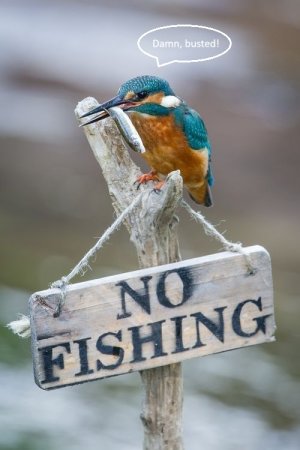 no fishing.jpg no fishing.jpg