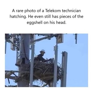 Telekom technician hatching.jpg