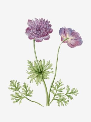 anemones-vintage-illustration_53876-64437 (1).jpg