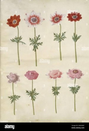 botanical-gouache-drawing-depicting-anemone-coronaria-and-anemone-pavonina-with-stems-leaves-f...jpg