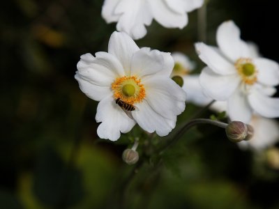 'Anemone_hupehensis'_Capel_Manor_Gardens_Enfield_London_England_2.jpg