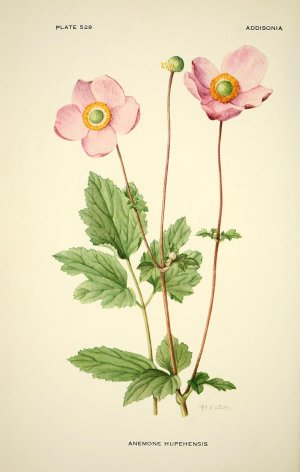 1280px-Addisonia_-_colored_illustrations_and_popular_descriptions_of_plants_(1916-(1964))_(167...jpg