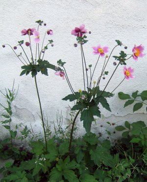 2007-05-08Anemone_hupehensis01.jpg