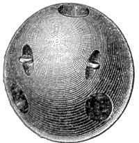 Carcass_shell.jpg