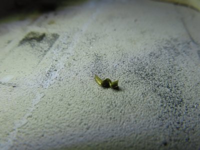 IMG_2591.JPG