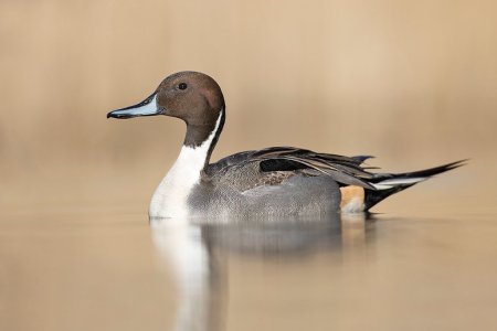 Luc_Meert_Pijlstaart_27da1f4f2a6641a442babec37d0464df.jpg