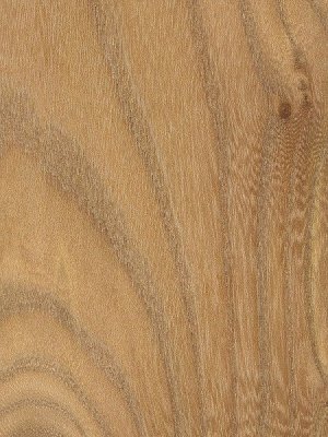 red-elm.jpg