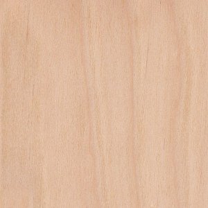yellow-birch.jpg