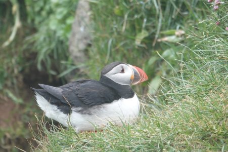 Sitting Puffin.jpeg