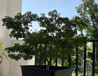 IMG_3714.jpeg