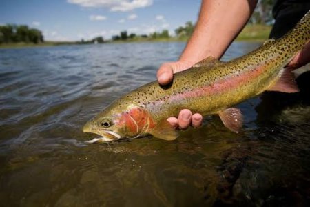 bighorn trout.jpg