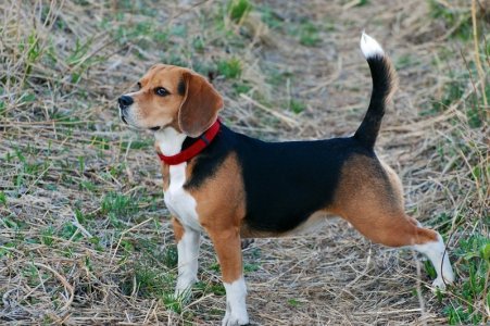pies-rasy-beagle.jpg pies-rasy-beagle.jpg