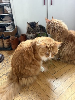 IMG_4281.jpeg IMG_4281.jpeg