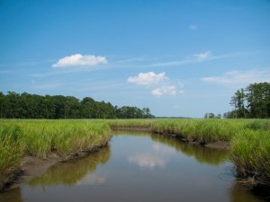 Marsh_-_Colonial_National_Historical_Park_(Robin_Baranowski,_NPS_Photo)_(8426448355).jpg