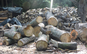 DSCN0600.jpg