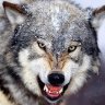 MdWolfen