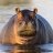 Hippo